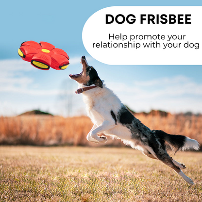 W&W Dog Frisbee